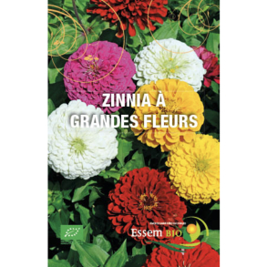 Zinnia à grandes fleurs Bio 