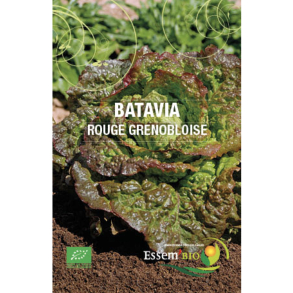 Batavia Rouge Grenobloise Bio