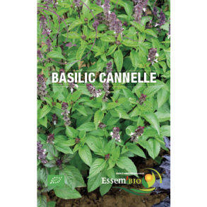 Basilic Cannelle Bio 